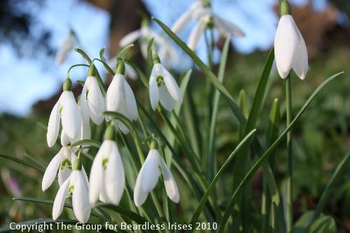 13 Snowdrops 